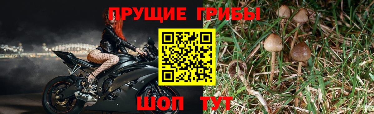 Галлюциногенные грибы GOLDEN TEACHER Шадринск